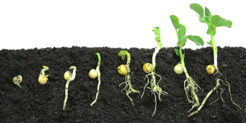 plant life cycle germination