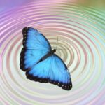 Butterfly Effect butterfly effect