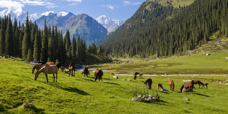 The horses graze in a valley, which is their natural environment.