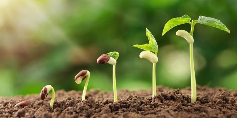 growth
