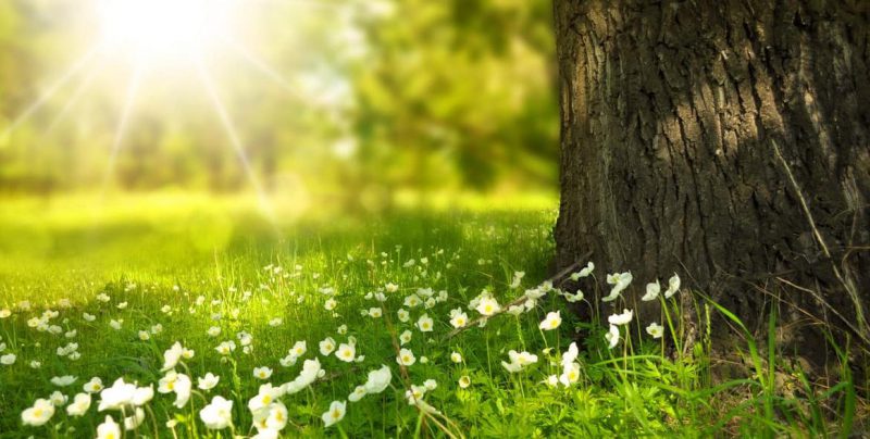 nature - environment