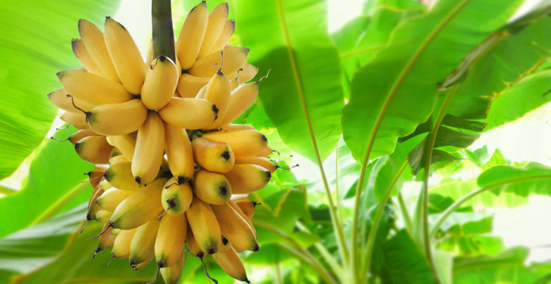 tropical climate - banana