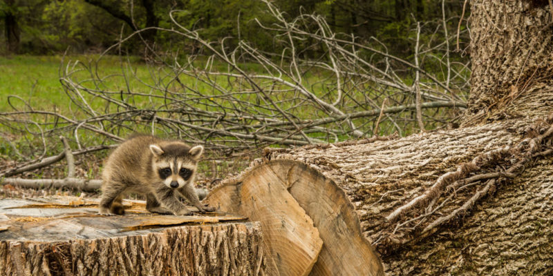 Deforestation - biodiversity