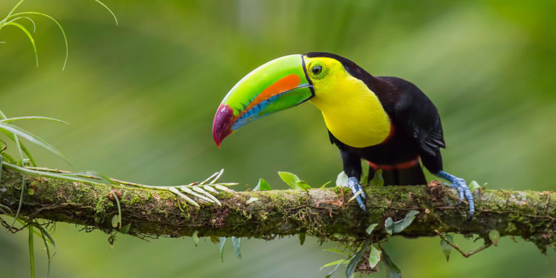 Central America - Tucán