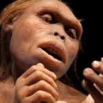 Australopithecus
